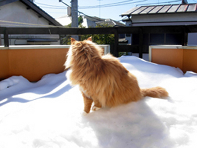 シェン2014雪の後.jpg